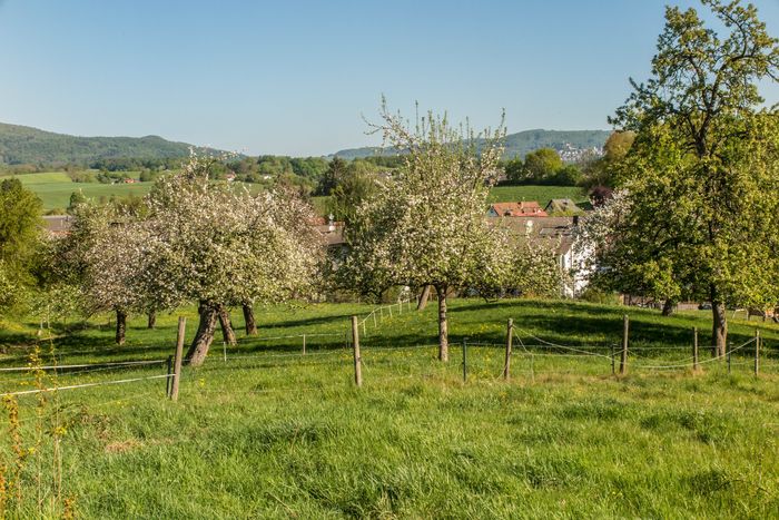 Diese Streuobstwiese in Fahrenbach mit herrlichen alten Obstbäumen soll nach den Vorstellungen des Fürther Bürgermeisters der Wohnbebauung weichen